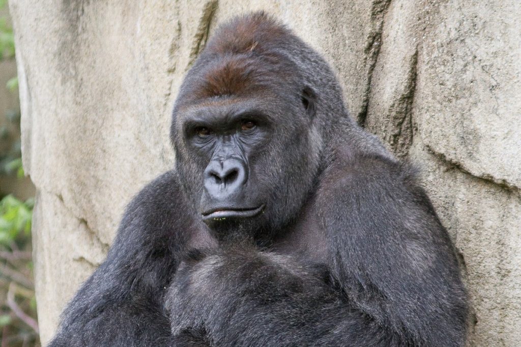 Seventeen year old Harambe the gorilla was shot and killed on Saturday, May 28, following a child crawling into the zoo's gorilla enclosure.